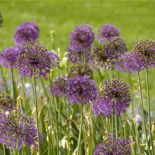 Allium Gladiator*, 3 St.