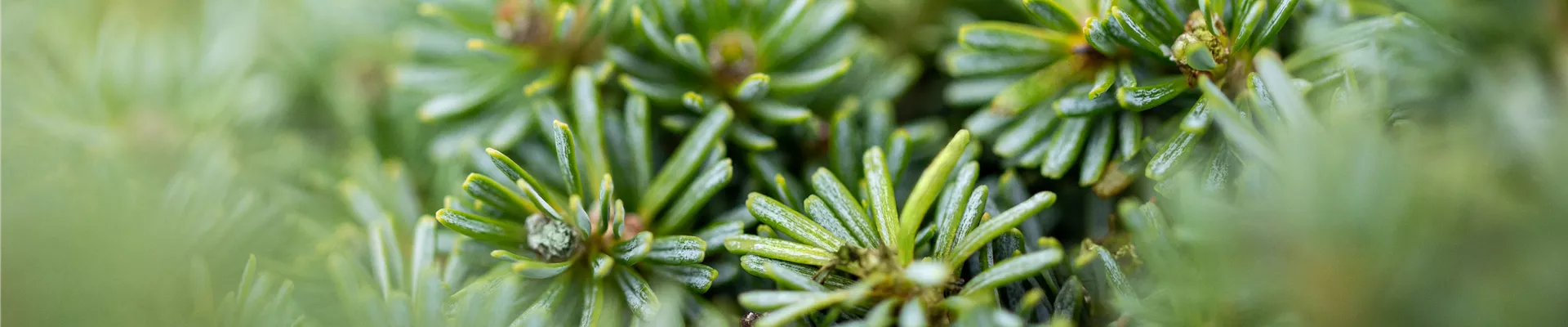 Abies koreana 'Brillant'