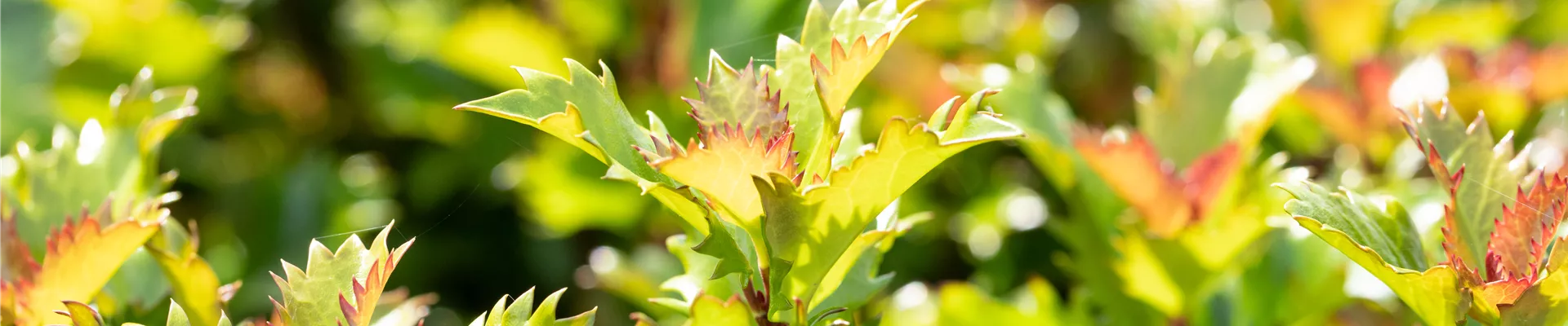 Ilex meserveae 'Little Rascal'®