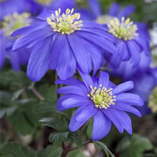 Anemone blanda Blue Shades*, 20 St.