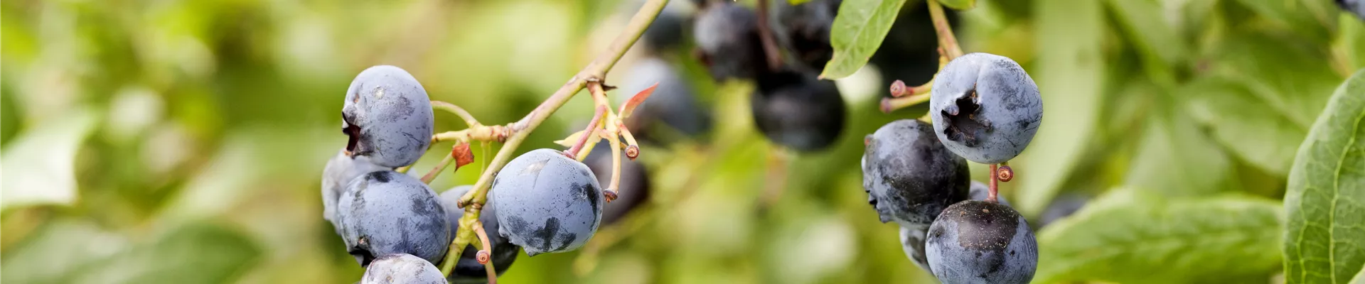 Vaccinium corymbosum