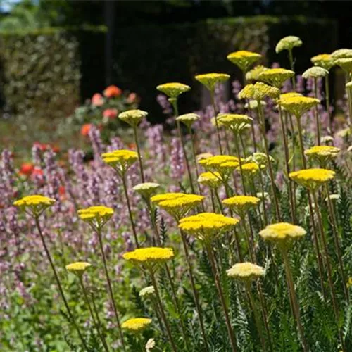 Achillea filipendula Coronation Gold