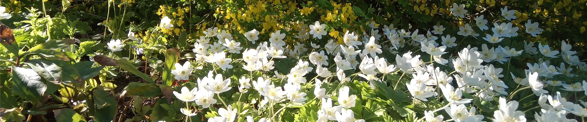 Anemone Neuigkeiten