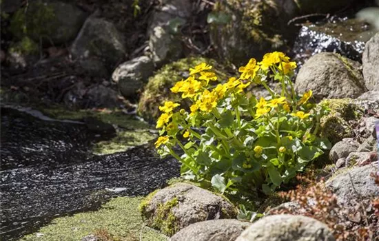 Caltha palustris