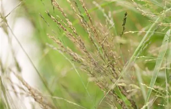 Molinia arundinacea Transparent