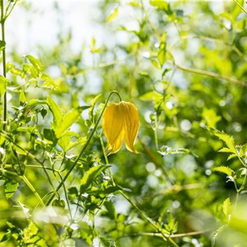 Clematis orientalis*