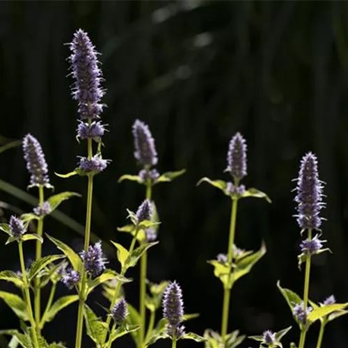 Agastache anisata (foeniculum)