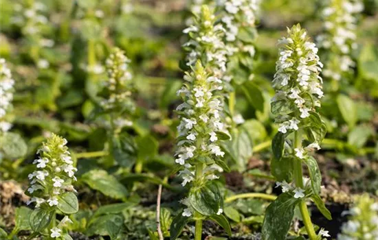 Ajuga reptans Alba
