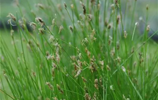 Eleocharis palustris