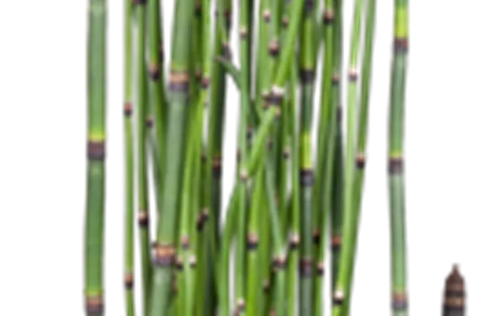Equisetum hyemale