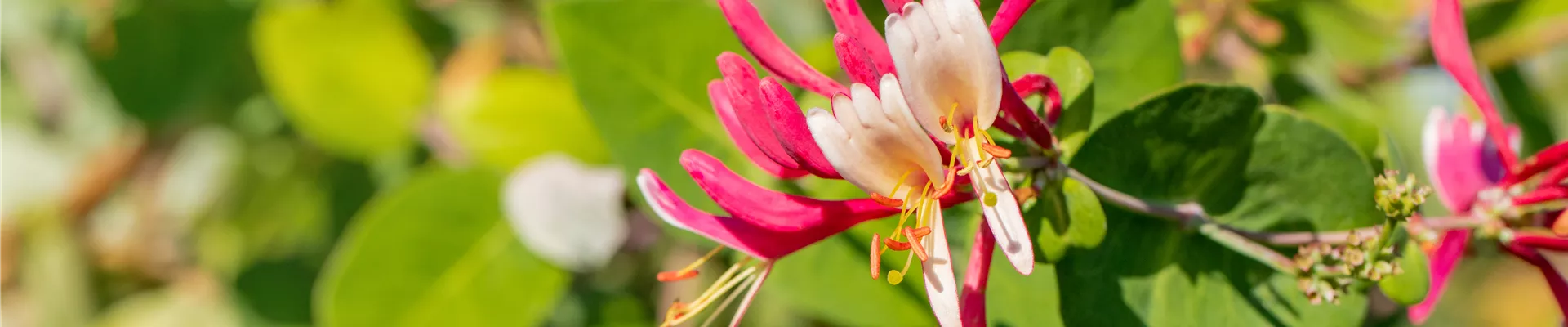 Lonicera caprifolium