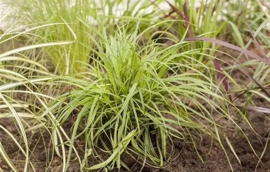 Carex umbrosa