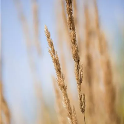 Calamagrostis x acutifl. Waldenbuch