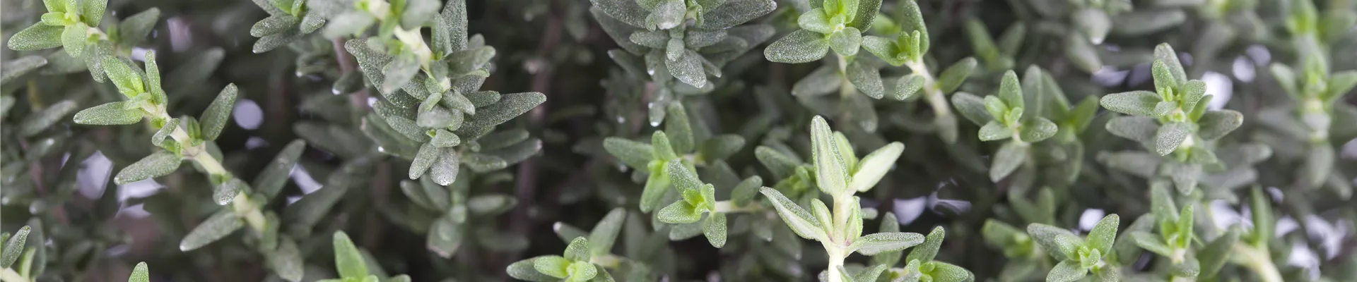 Thymus vulgaris