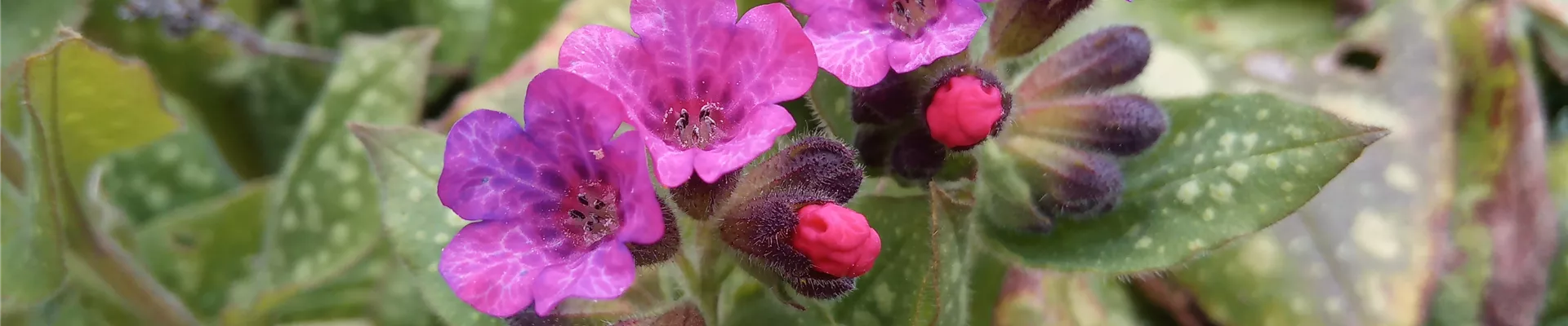 Pulmonaria_vulgaris_Slider