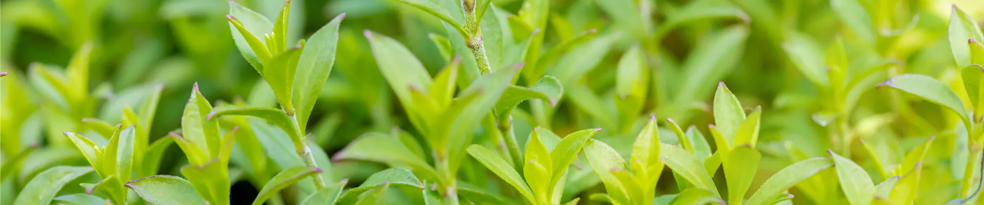 Silene schafta