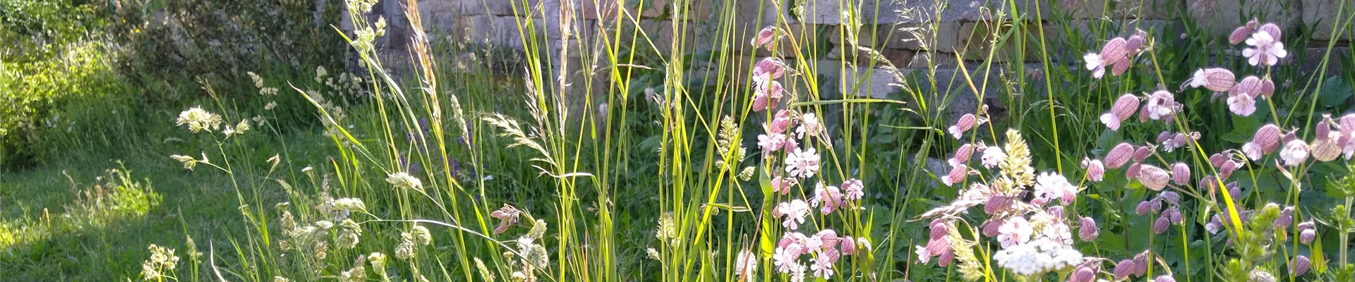 Silene in Sonne-0-192-4032-2268