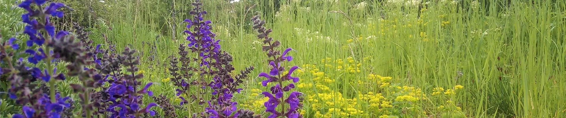 Wiese Salvia Slider-0-0-3763-2116