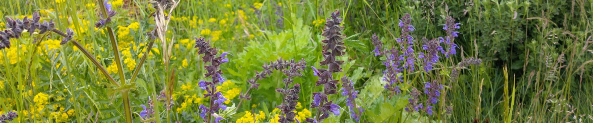 Salvia auf Schaufläche-0-858-4576-2574
