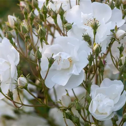 Rosa Bobby James