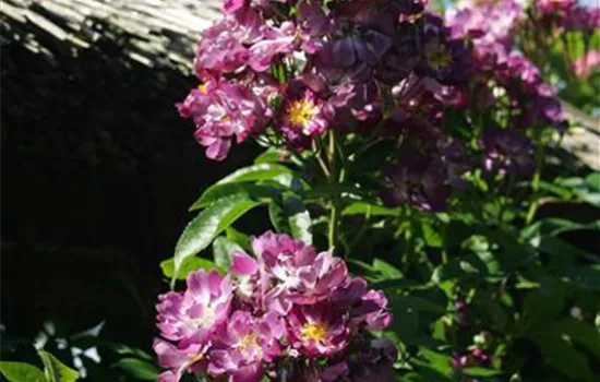 Rosa Veilchenblau