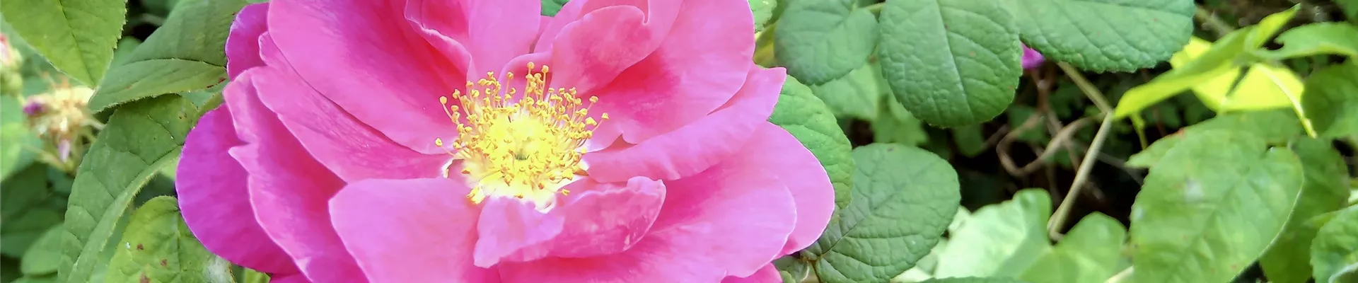 Rosa off-0-753-4208-2367
