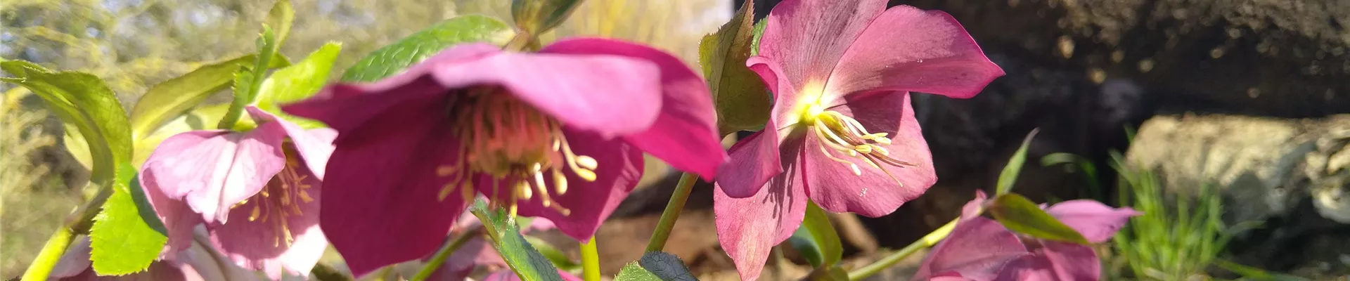 Helleborus orientalis (7)-0-0-4032-2268