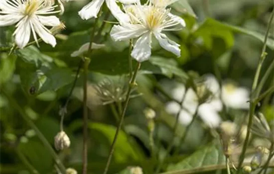 Clematis flammula