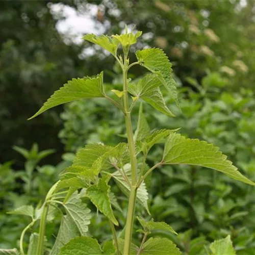 Agastache rugosa Korean Zest