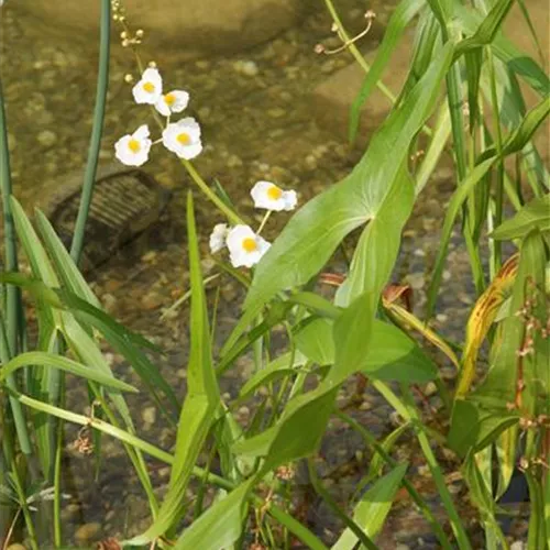 Alisma lanceolatum