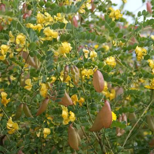 Colutea arborescens