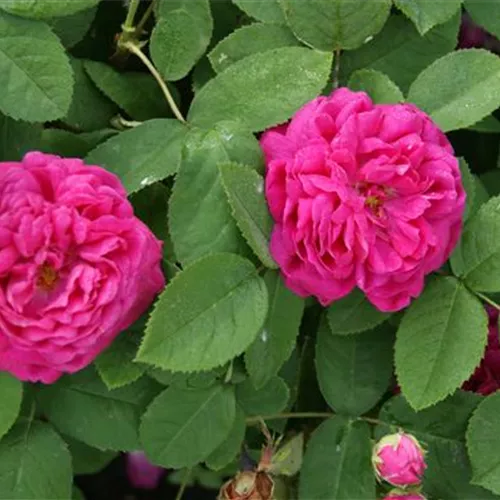 Rosa de Resht