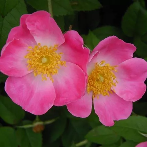 Rosa gallica Complicata
