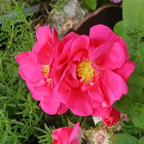 Rosa gallica Officinalis