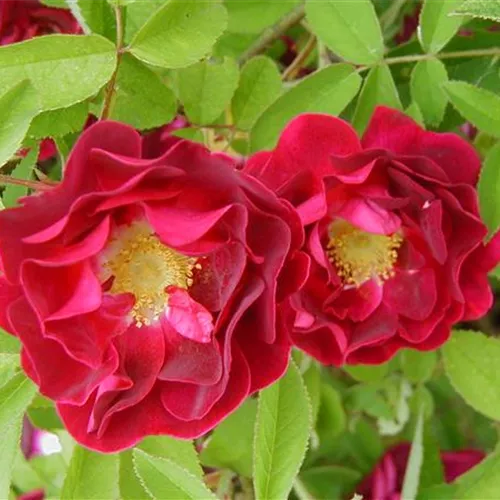 Rosa gallica Tuscany