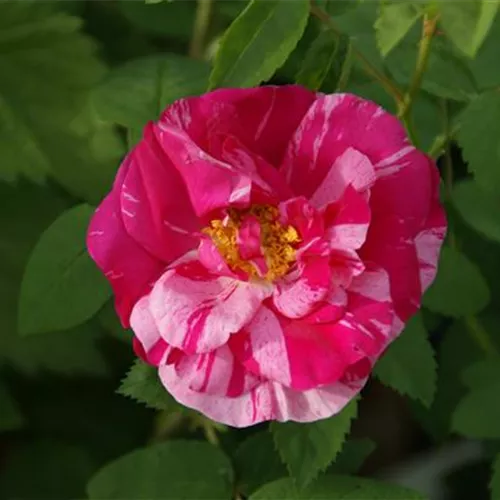 Rosa gallica Versicolor