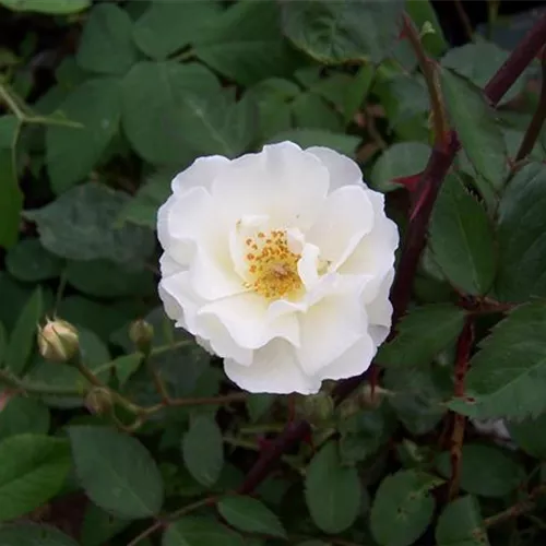 Rosa moschata Hybr. Moonlight
