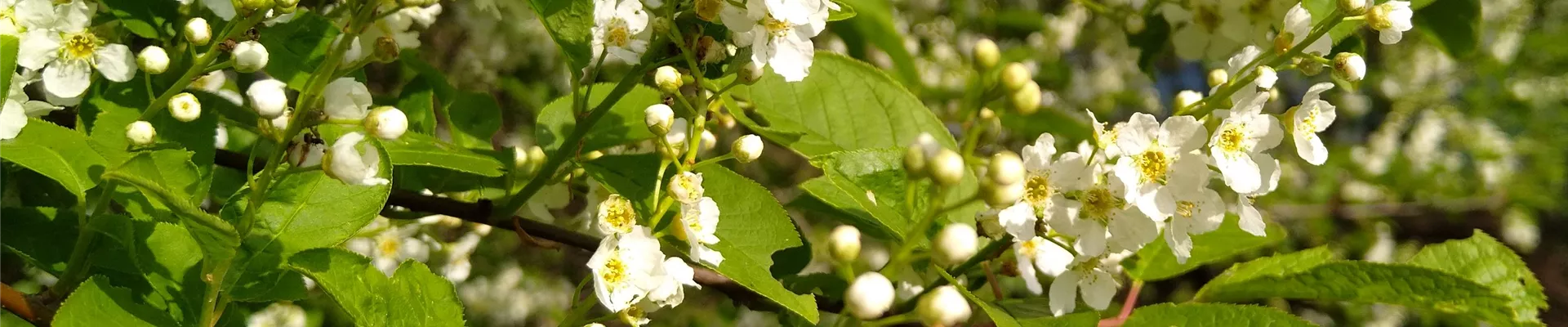 Prunus padus a (1)-163-0-3024-3024