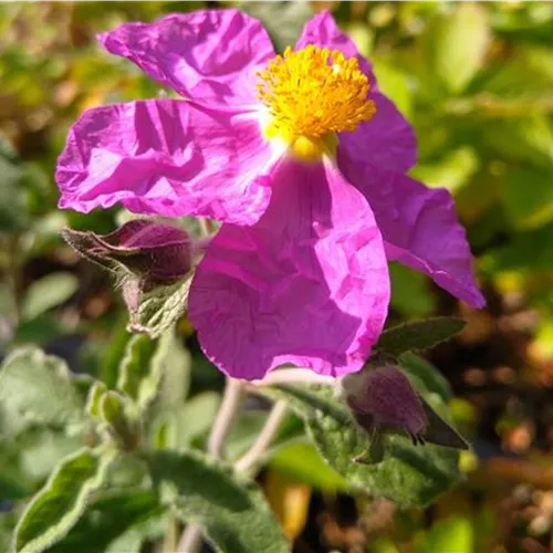 Cistus incanus ssp.tauricus