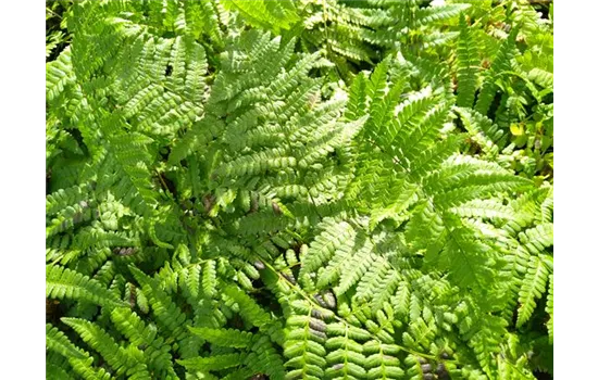 Dryopteris remota