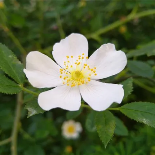 Rosa agrestis