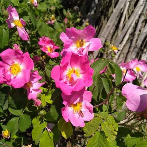 Rosa gallica