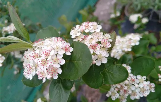 Aronia prunifolia Viking