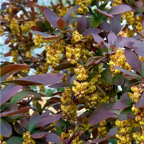 Berberis vulgaris Atropurpurea