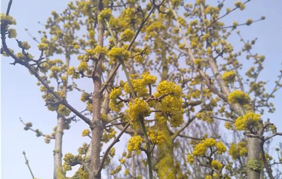 Cornus mas Kasanlaker