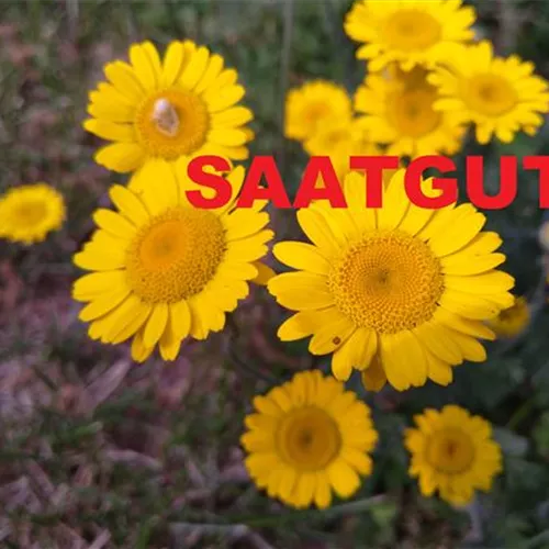 Anthemis tinctoria (SA 10qm)*