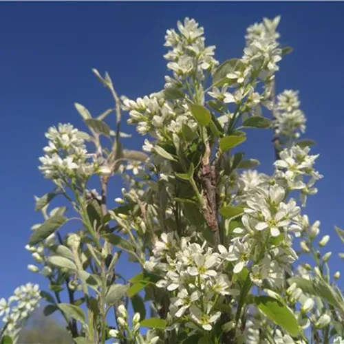 Amelanchier ovalis ab 2028 Lieferbar