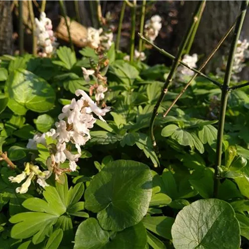 Corydalis bulbosa (cava) Alba*, 1 St.