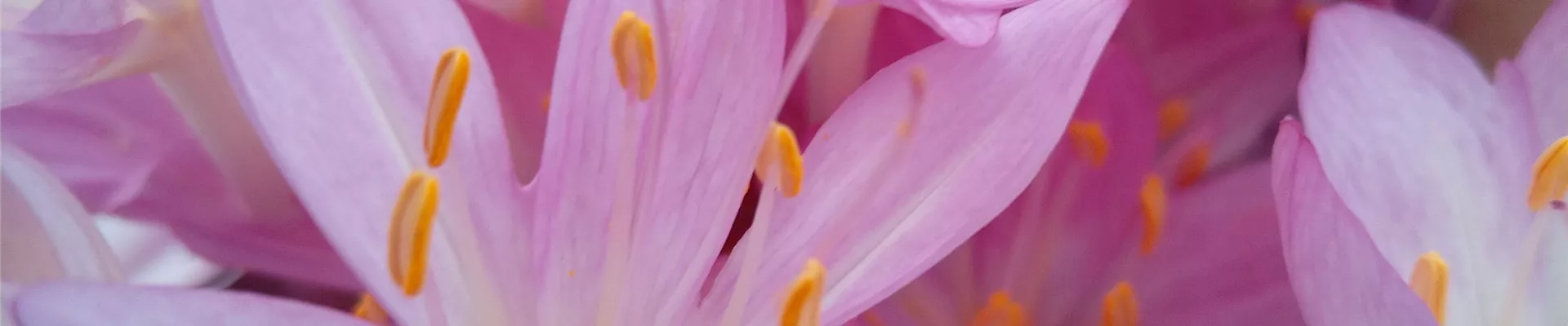 Colchicum cicillium 2023 (2)-0-695-3024-3024