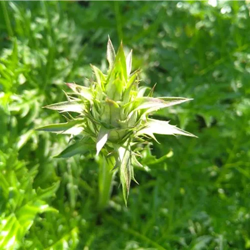 Acanthus hungaricus